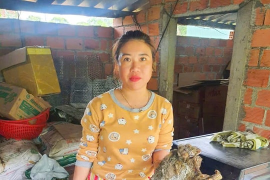 Gia Lai: Khởi tố người phụ nữ tàng trữ rắn hổ chúa và chồn bay tại nhà