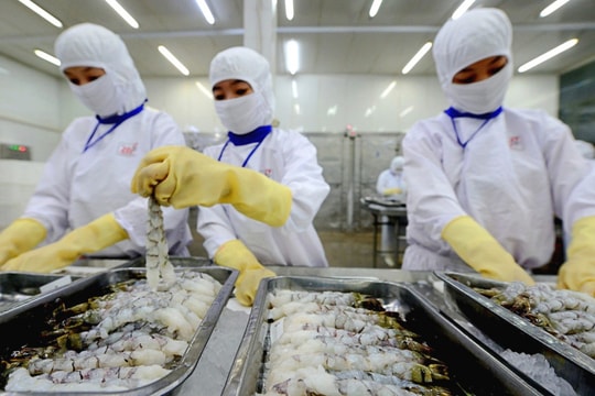 Sao Ta (FMC) đặt mục tiêu lợi nhuận 2025 giảm nhẹ còn 420 tỷ đồng, thận trọng trước sức ép kiện tụng tại Mỹ