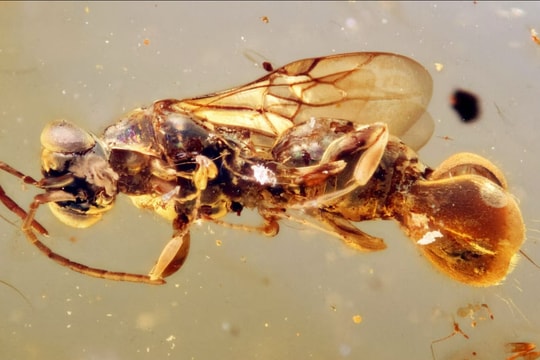 Phát hiện loài ong bắp cày ký sinh đã tuyệt chủng trong hổ phách 99 triệu năm