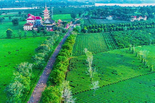 Gia Lai: Phá bỏ Biển Hồ chè thơ mộng để trồng cà phê