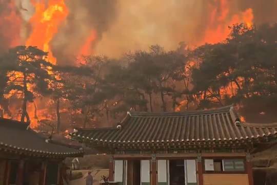 Cảnh sát Hàn Quốc bắt giữ nghi phạm gây cháy rừng