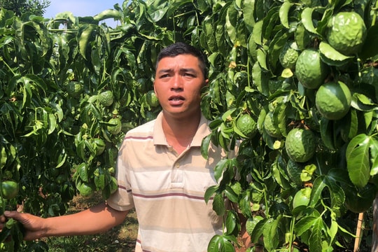 Gia Lai: Vợ chồng trẻ ứa nước mắt nhìn vườn chanh dây sai trĩu quả bị kẻ ác chặt lìa gốc