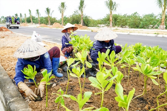 Quảng Nam: Tìm đơn vị chăm sóc, duy trì hệ thống cây xanh trên đường Võ Chí Công tại gói thầu 56 tỷ