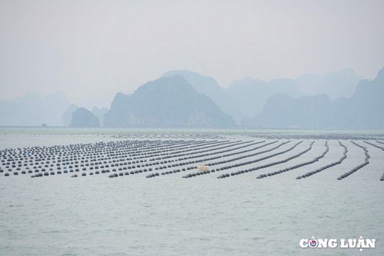 Vịnh Bái Tử Long - điểm du lịch lý tưởng cho du khách quốc tế