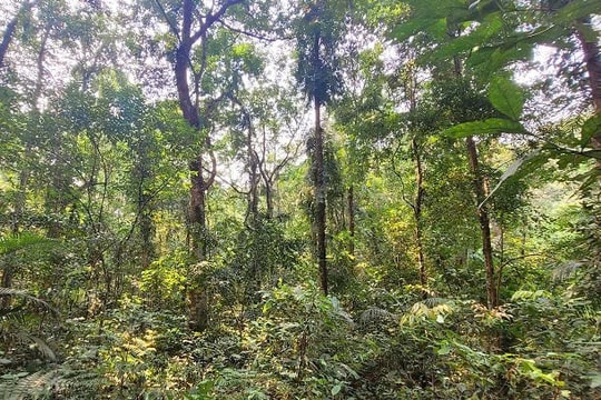 Hà Tĩnh: Xử phạt người đàn ông phá 1.860m² rừng tự nhiên