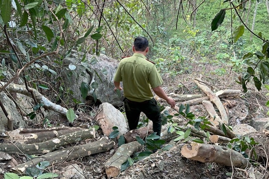 Hàng chục cây gỗ bị đốn hạ, xác định đối tượng khai thác rừng tự nhiên
