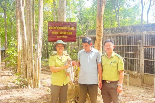 Kon Tum: Vườn quốc gia Chư Mom Ray tiếp nhận khỉ đuôi dài quý hiếm bị cụt tay