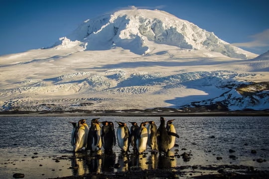 Ông Trump áp thuế lên hòn đảo không người, không xuất khẩu thứ gì sang Mỹ