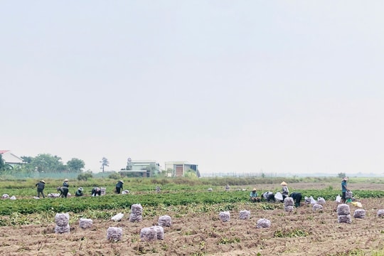 Gia Lai: Nông dân trúng đậm vì khoai lang được mùa, được cả giá