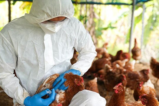 Không để việc sắp xếp tổ chức bộ máy ảnh hưởng đến phòng chống, kiểm soát dịch bệnh