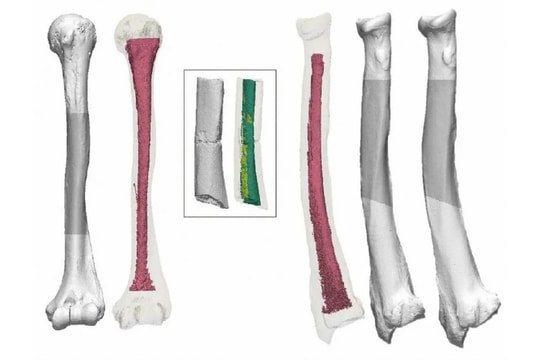 Nghiên cứu tiết lộ hóa thạch cổ nhất của Nhật Bản không phải con người