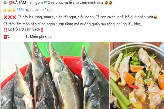 Đằng sau 'món hời' cá tầm bán rẻ trên mạng xã hội