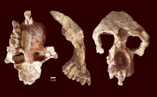 Chúng ta có thể đã hiểu sai hoàn toàn về nguồn gốc của con người