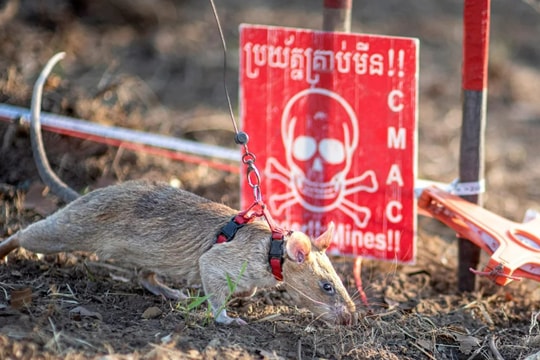 'Siêu chuột' lập kỷ lục tìm thấy hàng trăm quả mìn ở Campuchia