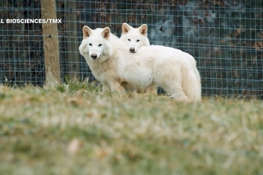 Hồi sinh thành công loài sói dữ tuyệt chủng cách đây 12.500 năm