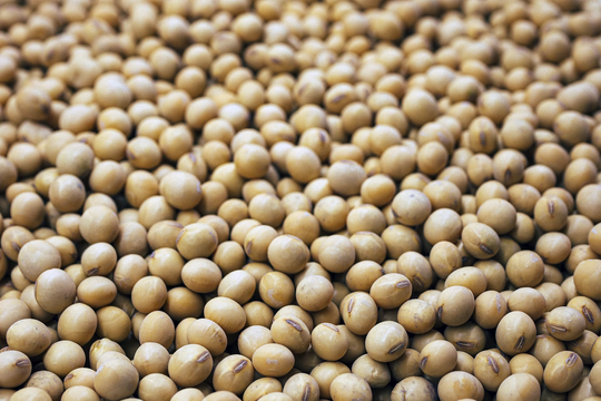 Đậu nành có thể là điểm yếu của Mỹ trong cuộc chiến thuế quan