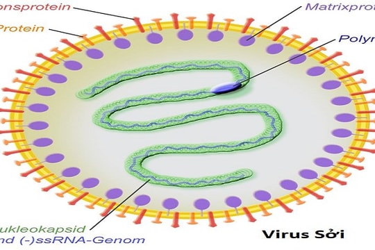 Hà Nội ghi nhận ca tử vong do sởi đầu tiên ở người lớn trong năm 2025