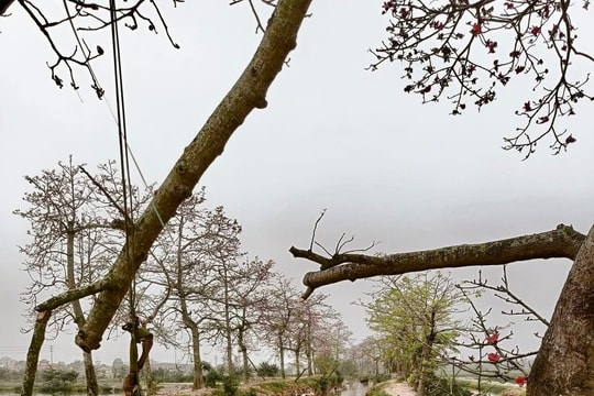 Vì sao rặng hoa gạo tuyệt đẹp ở Hà Nam bị chặt phá tan tành?