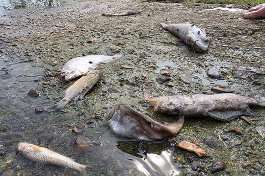 Hà Tĩnh: Cá chết hàng loạt tại suối Khe Ác, người dân lo ngại ô nhiễm nguồn nước