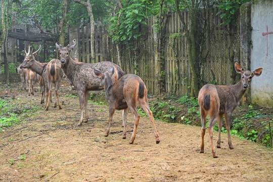 Vườn quốc gia Cúc Phương tiếp nhận chăm sóc 18 cá thể động vật hoang dã từ Đà Nẵng về Ninh Bình