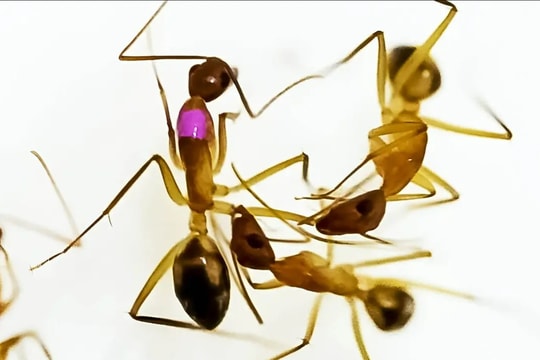Phát hiện kiến cũng có thể 'phẫu thuật' để cứu sống đồng loại