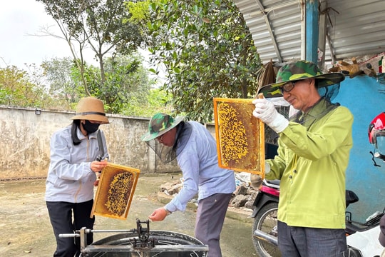 Hà Nội: Người dân huyện Ba Vì kiếm hàng trăm triệu đồng nhờ nuôi ong lấy mật