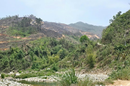 Đã xác định được nguyên nhân vụ cháy rừng xảy ra vào ngày 12/4 tại huyện Bình Liêu, Quảng Ninh