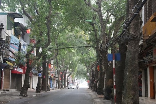 Hà Nội: Di chuyển, chặt hạ gần 100 cây xanh để làm đường Vành đai 1