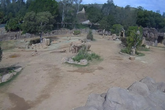 Những chú voi tạo thành 'vòng tròn' để bảo vệ con trong động đất ở Mỹ