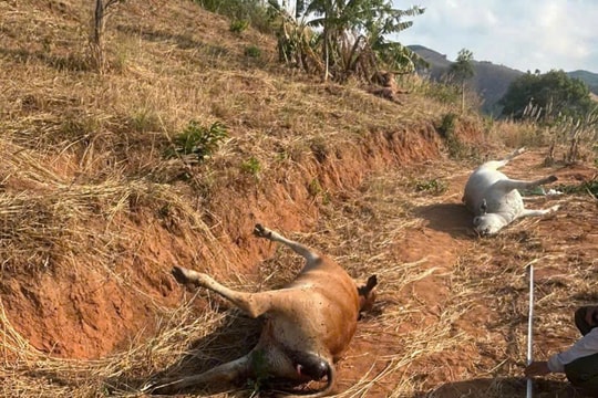 Lấy mẫu xét nghiệm v ụ cả đàn bò chết bất thường ở Gia Lai