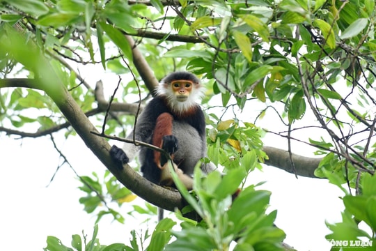 Lên Sơn Trà ngắm voọc chà vá chân nâu