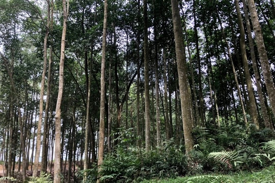 Lào Cai: Chi hơn 10 tỷ đồng hỗ trợ trồng 600 ha rừng sản xuất loài cây gỗ lớn