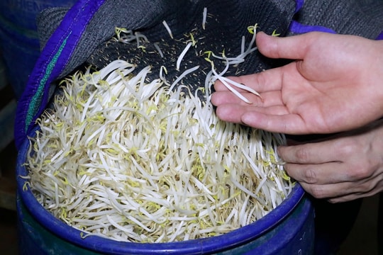 Quy trình siêu tốc của hàng nghìn tấn giá đỗ ngâm hóa chất được bán ra thị trường