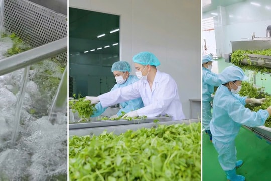 Sấy thăng hoa eHerbal- 'chìa khóa' vàng cho nông sản chất lượng