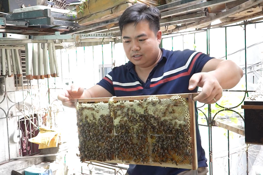 Chàng trai nuôi ong trên mái nhà: Tìm sự bình yên giữa lòng Thủ đô