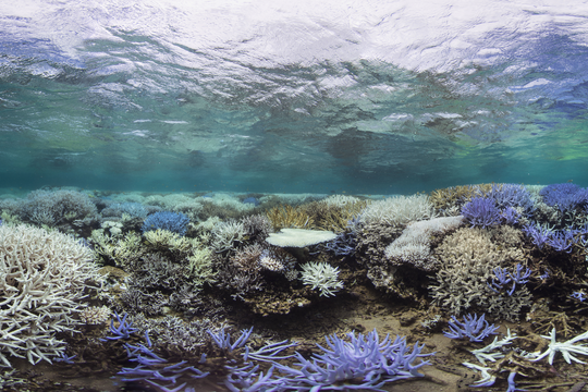 ‏84% rạn san hô trên toàn cầu bị ảnh hưởng trong đợt tẩy trắng lịch sử‏