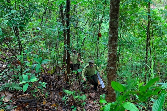 Sơn La: Tăng cường bảo vệ rừng, ngăn chặn tình trạng phá rừng trái phép