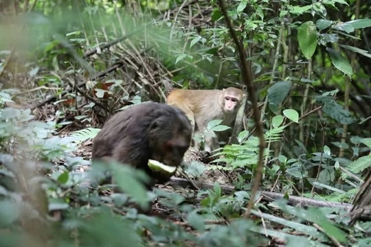 Đẩy mạnh tuyên truyền bảo tồn đa dạng sinh học và bảo vệ các loài hoang dã