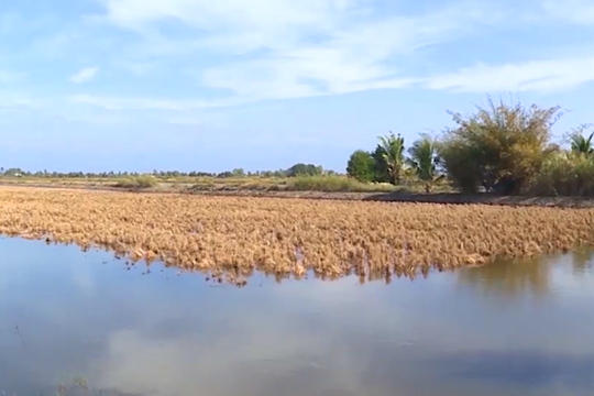 Cà Mau lên phương án ứng phó hạn hán, xâm nhập mặn vùng ngọt