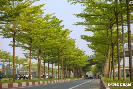 Hà Nội cần đột phá trong phát triển cây xanh để bảo vệ môi trường