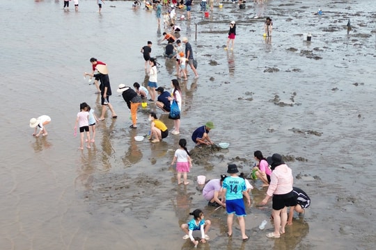 Cát Hải (Hải Phòng): Trải nghiệm cào ngao độc đáo