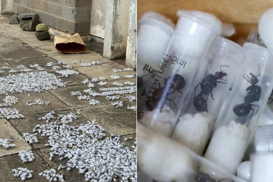 4 người bị phạt 7.700 USD vì buôn lậu kiến