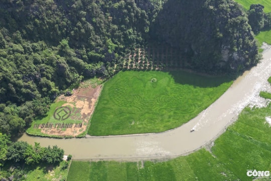 Độc đáo bức tranh cá chép vượt vũ môn khổng lồ trên cánh đồng lúa Tam Cốc