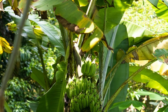 Biến đổi khí hậu đe dọa tương lai của chuối – loại trái cây phổ biến nhất thế giới