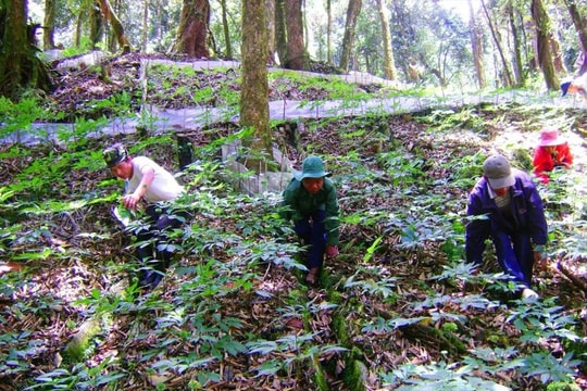 Tri thức dân gian về sâm Ngọc Linh là Di sản văn hóa phi vật thể quốc gia