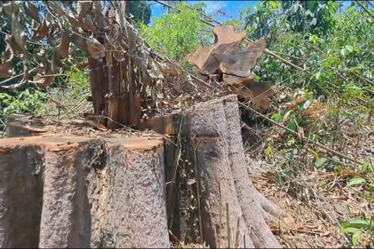 Kon Tum: Hiện trường vụ phá rừng quy mô lớn gần trụ sở UBND huyện