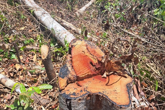 Kon Tum: Để rừng bị tàn phá, một giám đốc bị đề nghị tạm dừng khen thưởng