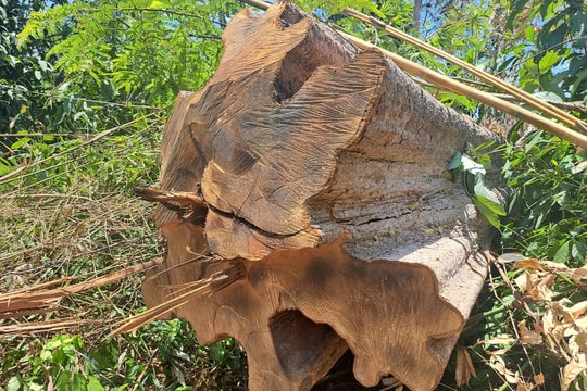 Kon Tum: Khẩn trương điều tra, xử lý vụ phá rừng quy mô lớn, gần trụ sở UBND huyện