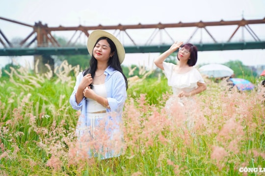 Bãi cỏ hồng dưới chân cầu Long Biên thu hút khách check-in
