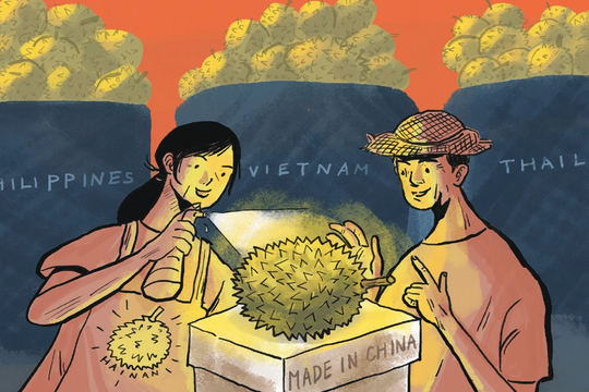 ‏Trung Quốc trồng sầu riêng ở Hải Nam: Giấc mơ nội địa hóa trái cây ‘vua’